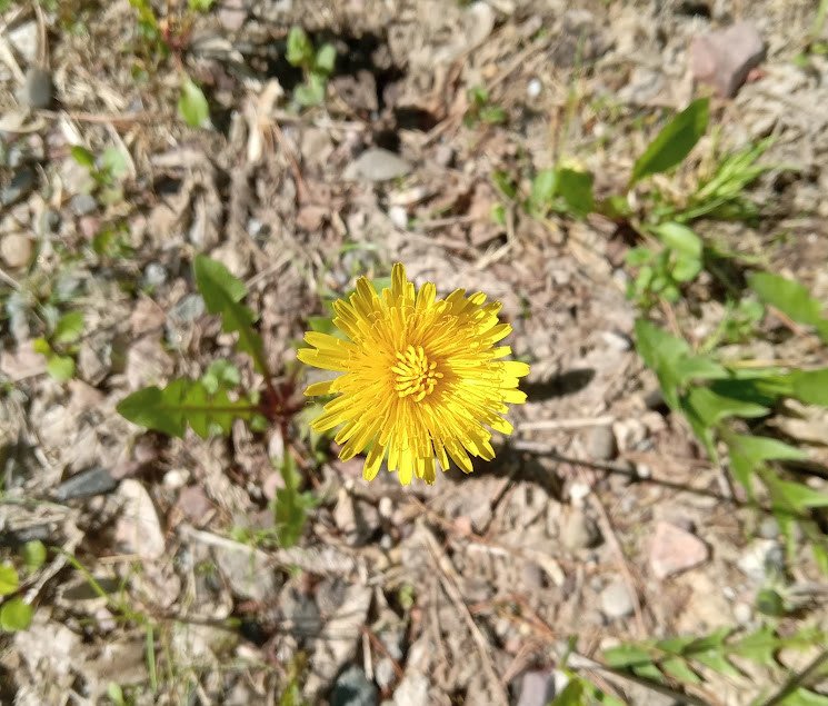 Harnessing the Magic of Dandelions in Witchcraft- Indigo Moon and Magic
